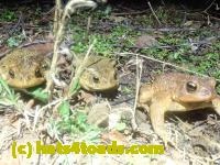 /home//u458753944/public_html/sourcegallery///////////////////////Roxborough Toad Detour/2024/2024-03-15/P3151331.JPG